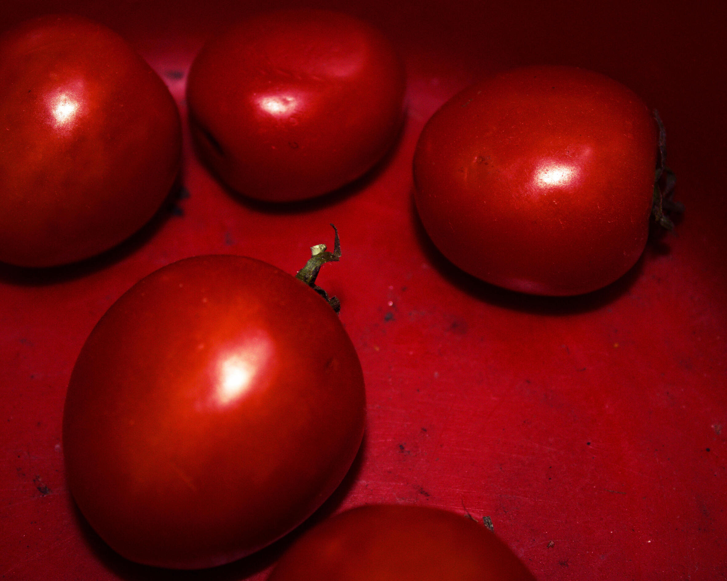 tomatoes.png